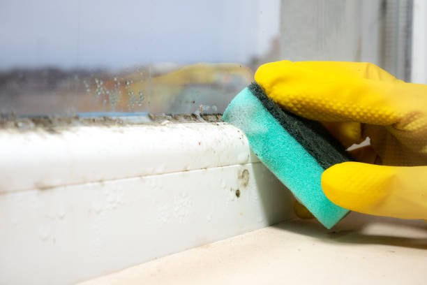 Best Residential Mold Remediation in Smith Center, KS